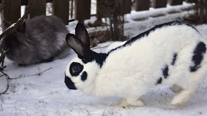 Ein schwarz-weißes großes Kaninchen läuft rasend schnell über den Schnee